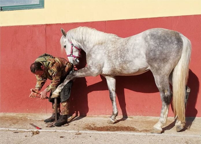 Cavallo Lipizzano entra in patrimonio UNESCO Immagine: Centro Militare di Equitazione dell'Esercito - Copyright CREA 2018